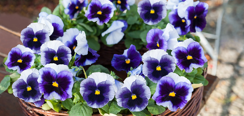 ハナ パルファンブルー&ヴィオレッタ Viola Seeds - Sorbet XP Delft Blue | Flower Seeds in Packets